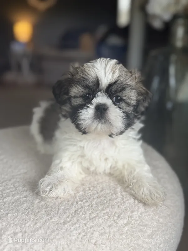 Ellie – Shih Tzu puppy for sale in Advance, NC