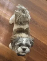 Girl 2 , a female Shih Tzu for sale in Advance, NC – 2 of 4
