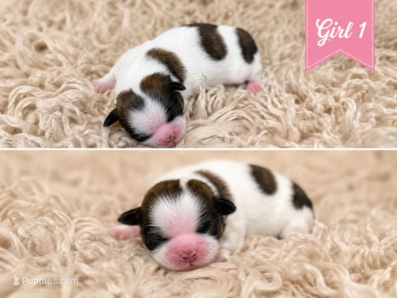 Girl 1  – Shih Tzu puppy for sale in Advance, NC