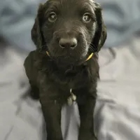 Eyore, a female Goldendoodle for sale in Crowley, TX – Photo 1 of 3