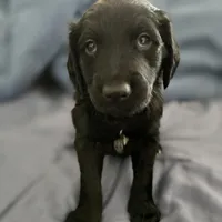 Eyore, a female Goldendoodle for sale in Crowley, TX – Photo 2 of 3