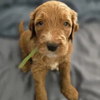Blondie, a female Goldendoodle for sale in Crowley, TX – Photo 1 of 4