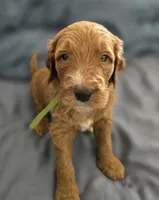 Blondie, a female Goldendoodle for sale in Crowley, TX – Photo 1 of 4