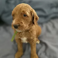 Blondie, a female Goldendoodle for sale in Crowley, TX – Photo 3 of 4