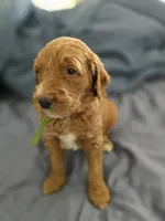 Blondie, a female Goldendoodle for sale in Crowley, TX – Photo 3 of 4