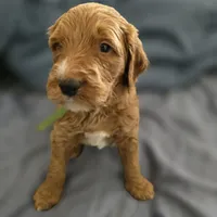 Blondie, a female Goldendoodle for sale in Crowley, TX – Photo 4 of 4