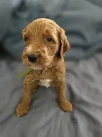 Blondie, a female Goldendoodle for sale in Crowley, TX – Photo 4 of 4