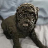 Wavy, a female Goldendoodle for sale in Crowley, TX – Photo 1 of 3