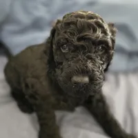 Wavy, a female Goldendoodle for sale in Crowley, TX – Photo 2 of 3