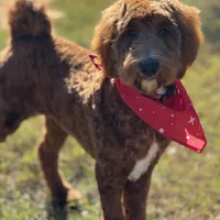 Wavy, a female Goldendoodle for sale in Crowley, TX – Photo 3 of 3