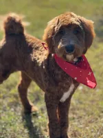 Wavy, a female Goldendoodle for sale in Crowley, TX – Photo 3 of 3