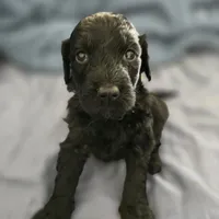 Curiosity , a female Goldendoodle for sale in Crowley, TX – Photo 1 of 3