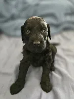 Curiosity , a female Goldendoodle for sale in Crowley, TX – Photo 1 of 3