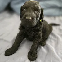 Curiosity , a female Goldendoodle for sale in Crowley, TX – Photo 3 of 3