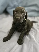 Curiosity , a female Goldendoodle for sale in Crowley, TX – Photo 3 of 3