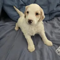 Coco, a female Goldendoodle for sale in Crowley, TX – Photo 5 of 5