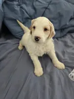 Coco, a female Goldendoodle for sale in Crowley, TX – Photo 5 of 5