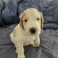 Coco, a female Goldendoodle for sale in Crowley, TX – Photo 4 of 5