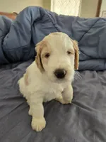 Coco, a female Goldendoodle for sale in Crowley, TX – Photo 4 of 5