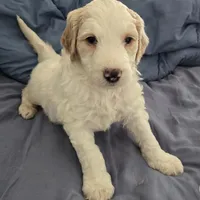 Coco, a female Goldendoodle for sale in Crowley, TX – Photo 3 of 5