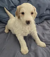 Coco, a female Goldendoodle for sale in Crowley, TX – Photo 3 of 5