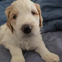 Coco, a female Goldendoodle for sale in Crowley, TX – Photo 1 of 5