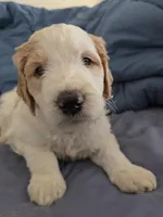 Coco, a female Goldendoodle for sale in Crowley, TX – Photo 1 of 5