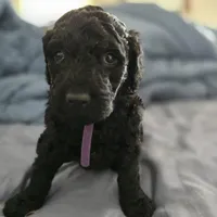 Lala, a female Goldendoodle for sale in Crowley, TX – Photo 2 of 3