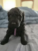 Lala, a female Goldendoodle for sale in Crowley, TX – Photo 2 of 3