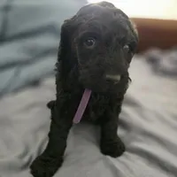 Lala, a female Goldendoodle for sale in Crowley, TX – Photo 3 of 3