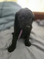 Lala, a female Goldendoodle for sale in Crowley, TX – Photo 3 of 3