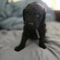 Lala, a female Goldendoodle for sale in Crowley, TX – Photo 1 of 3