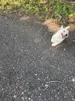 Snowball, a female West Highland White Terrier for sale in Frenchtown, NJ – 2 of 6