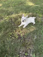Snowball, a female West Highland White Terrier for sale in Frenchtown, NJ – 6 of 6