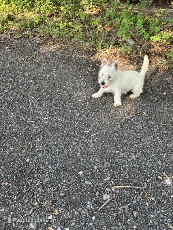 Snowball – West Highland White Terrier puppy for sale in Frenchtown, NJ