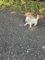 Snowball, a female West Highland White Terrier for sale in Frenchtown, NJ – 1 of 6