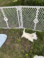 Magic, a male West Highland White Terrier for sale in Frenchtown, NJ – 3 of 4