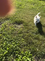 Magic, a male West Highland White Terrier for sale in Frenchtown, NJ – 4 of 4