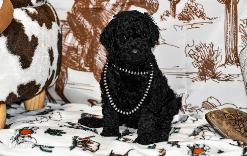 Storm – Poodle - Standard  puppy for sale in Lamar, AR