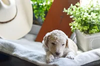 Rain, a female Poodle - Standard  for sale in Lamar, AR – Photo 5 of 6