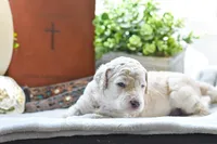 Rain, a female Poodle - Standard  for sale in Lamar, AR – Photo 3 of 6