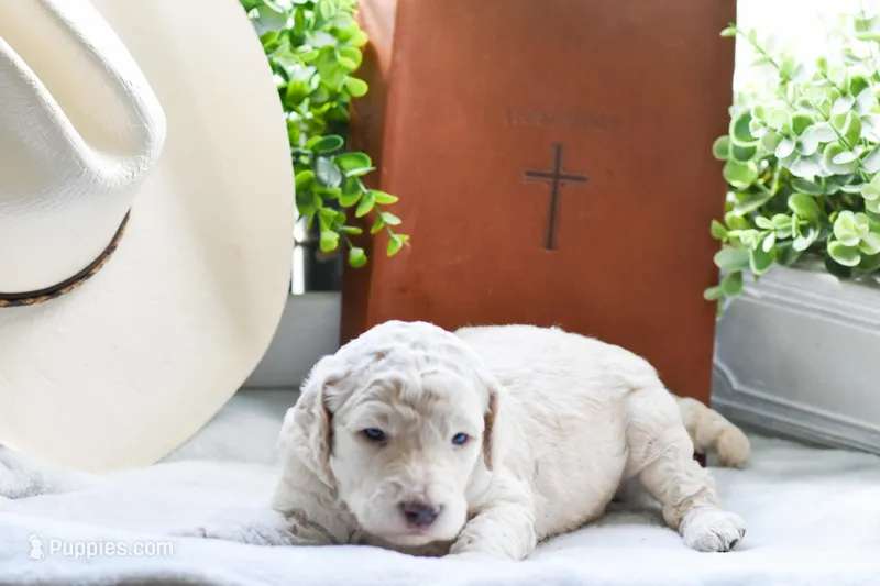 Rain – Poodle - Standard  puppy for sale in Lamar, AR