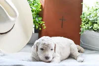 Rain, a female Poodle - Standard  for sale in Lamar, AR – Photo 1 of 6