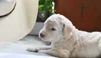 Rain, a female Poodle - Standard  for sale in Lamar, AR – Photo 2 of 6