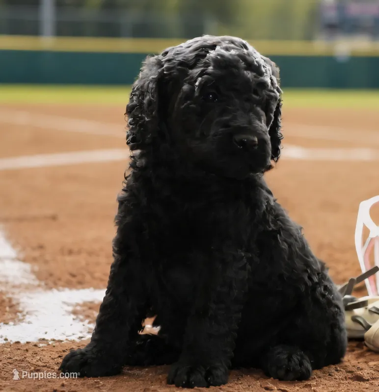 Mav – Poodle - Standard  puppy for sale in Lamar, AR