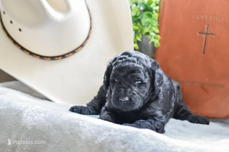 Mav – Poodle - Standard  puppy for sale in Lamar, AR