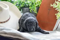 Mav, a male Poodle - Standard  for sale in Lamar, AR – Photo 3 of 3