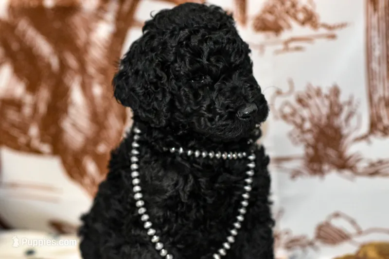 Mav – Poodle - Standard  puppy for sale in Lamar, AR