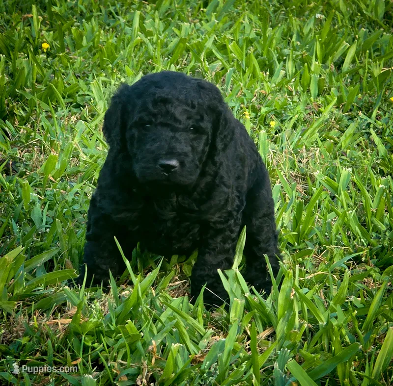 Storm – Poodle - Standard  puppy for sale in Lamar, AR