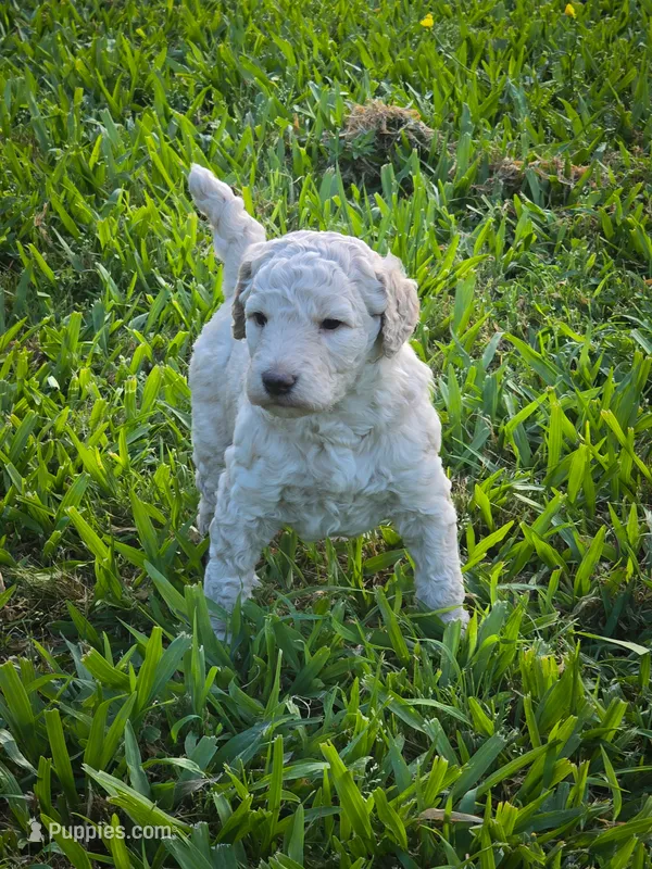 Rain – Poodle - Standard  puppy for sale in Lamar, AR